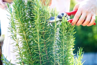 Tenemos planes para ustedes (y son naturales)