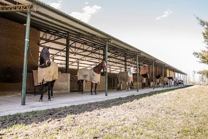 El polo y real estate encuentra su principal epicentro en Cañuelas