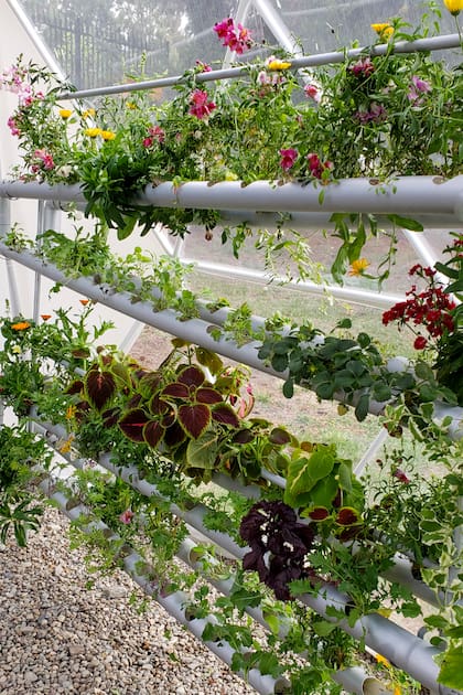 El ponic gardening se instala como una tendencia clave en hogares urbanos: limpia, práctica y cada vez más accesible