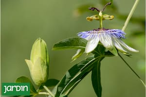 Esconden símbolos religiosos, usos medicinales ancestrales y frutos exóticos que sorprenden en la mesa