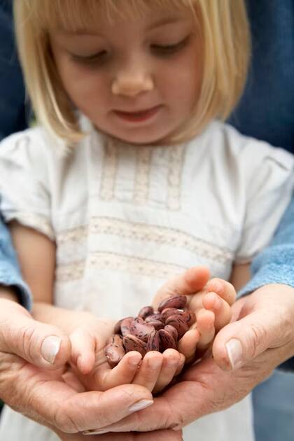 El poroto contienen proteínas que son cruciales para el crecimiento y la energía en los niños
