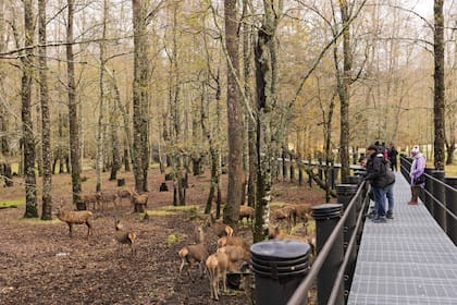 El Portal de los Ciervos es uno de los sectores más visitados. Muy cerca se ubica el criadero de jabalíes y la cervecería Petermann