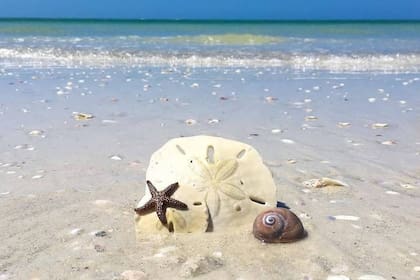El portal resalta la riqueza coralina de la costa de Florida Foto: Instagram @saintpetebeach