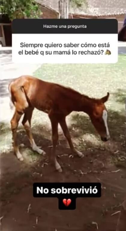 El potrillo que adoptó Barby Franco no sobrevivió debido a su estado de salud delicado