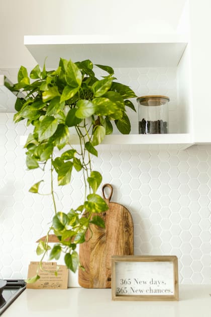 El potus (Epipremnum aureum) crece con rapidez incluso en condiciones adversas