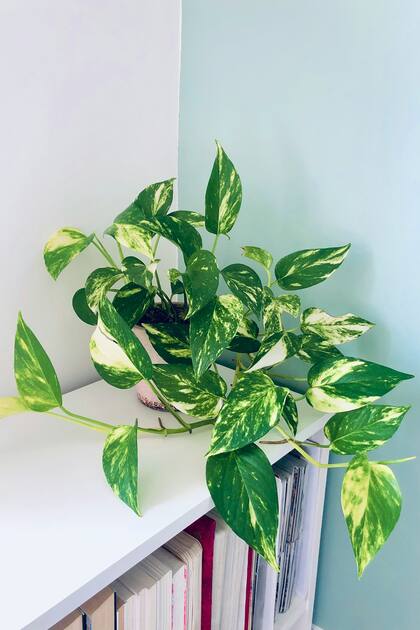 El potus es una de las mejores plantas de interior
