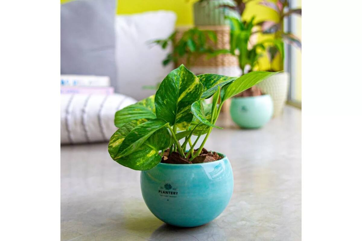 Las 10 plantas que ayudan a refrescar tu casa cuando hace mucho calor el potus es una planta versatil y decorativa que RLNHFDMWVNDXBGJZ2F7PXWCYDA