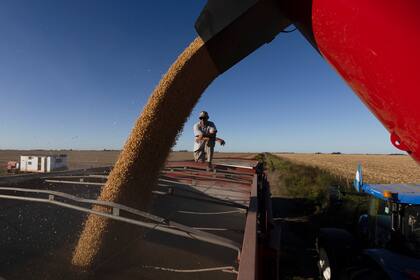 El precio de la soja debería aumentar con menos área sembrada en EE.UU., mientras que el del maíz podría bajar con el nuevo ciclo productivo.