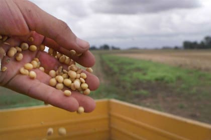 Argentina produce unas 50 millones de toneladas anuales de soja que generan unas 25 millones de toneladas de cáscara de soja  en desechos, una problemática que fue abordada por los investigadores de la Universidad Nacional de Rosario