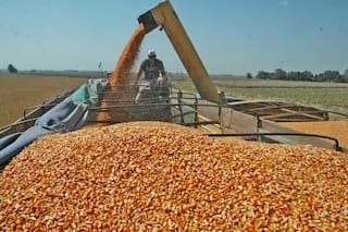 Opinión. La "ligó" el maíz: ¿qué buscan?