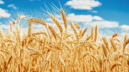 El precio del trigo cámara pasó de los $200.000 a $210.000 por toneladas