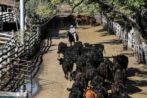 Cotizaciones en alza por una oferta reducida en el Mercado de Liniers