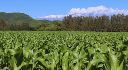 El predio había quedado en custodia del equipo de INTA Cerrillos y era utilizado como experimental