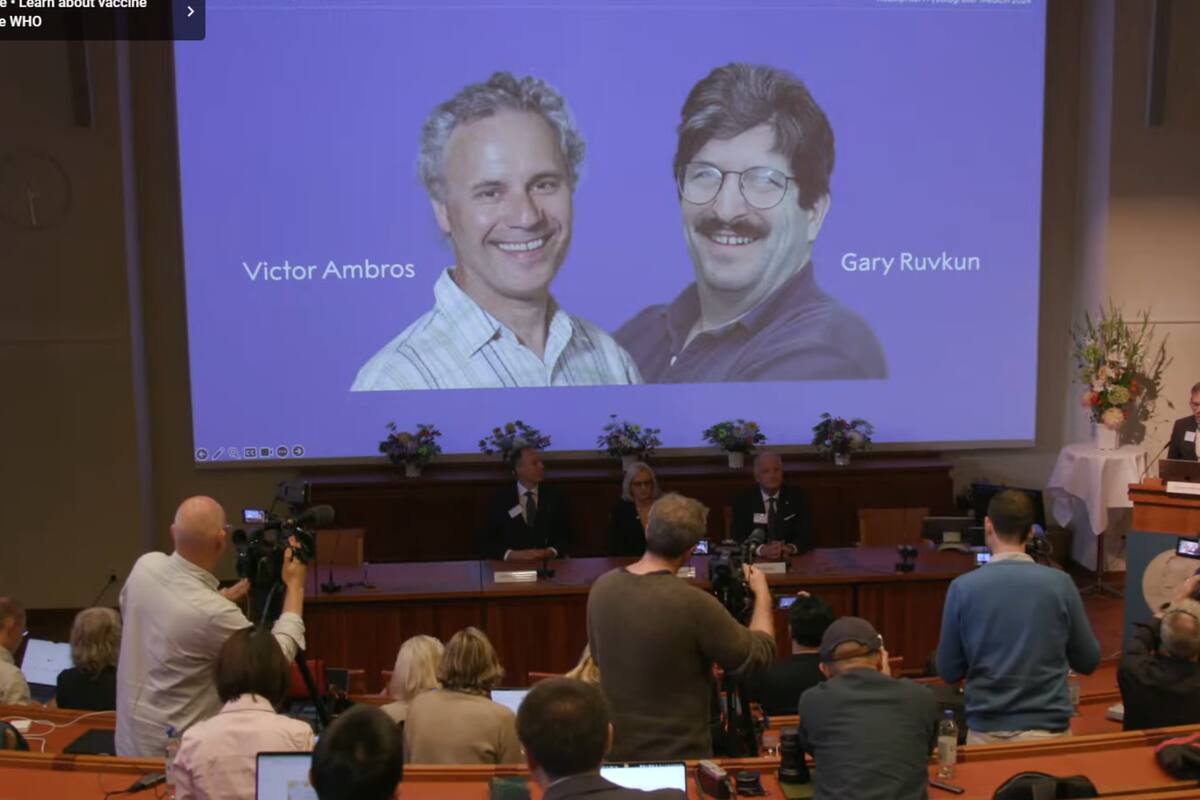 Quiénes son Víctor Ambros y Gary Ruvkun, los ganadores del premio Nobel ...