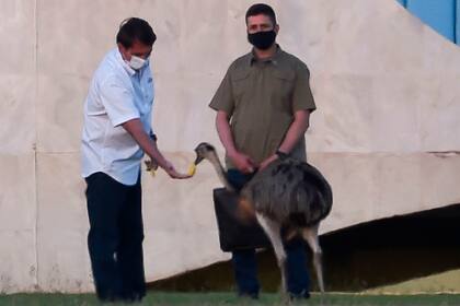 El presidente brasileño, Jair Bolsonaro, alimenta a un emú fuera del Palacio Alvorada en Brasilia en medio de la nueva pandemia de coronavirus