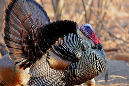 El presidente de EE.UU. otorga el indulto al pavo en el marco del Día de Acción de Gracias (Archivo- Departamento de Protección Ambiental)