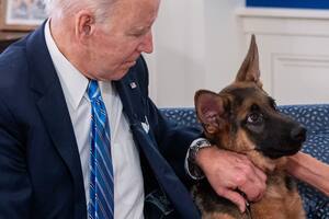 El comportamiento agresivo del perro de Biden inquieta al Servicio Secreto: diez ataques en cuatro meses