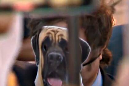 El presidente Javier Milei con una máscara de perro