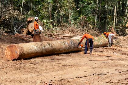 El presidente Luiz Inácio Lula da Silva ha prometido poner fin a la deforestación en la Amazonia para 2030, después de que esta se disparara en los últimos años