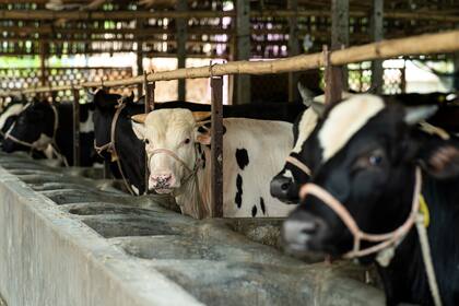El préstamo se podrá pagar en litros de leche