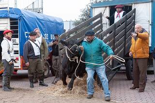 Apolo, el primer animal en ingresar a la Rural en honor a la misión a la Luna