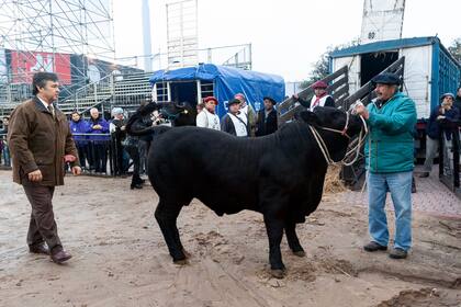 El primer animal en ingresar al predio ferial de la Rural, nombrado tras la misión de la NASA Apolo 11 que llevó al primer hombre a la Luna.