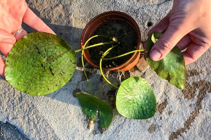 el primer contenedor es una maceta pequeña N°10, para luego pasar a su envase final de al menos 80 litros si la queremos llevar a tamaño máximo. Arriba, plantín en tamaño para trasplantar a envase final.
