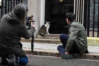 El "primer felino" Larry cumple 15 años como el gato político líder de Reino Unido