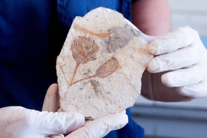 El primer fósil hallado en el mundo de una margarita de 47 millones de años; la flor existió en lo que hoy es el sur argentino