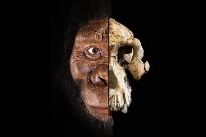 El primer fragmento de MRD, la mandíbula superior, fue encontrado por Ali Bereino, un trabajador local de Afar, el 10 de febrero de 2016 en una localidad conocida como Miro Dora, distrito de Mille del Estado regional de Afar.