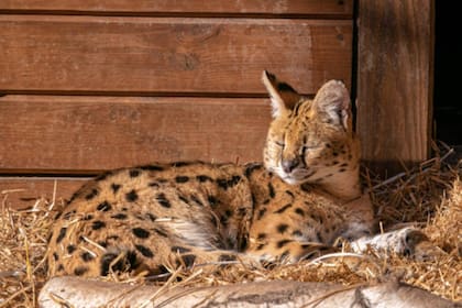 El primer gato Savannah se registró en Estados Unidos (Foto Unsplash)