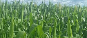 El modelo del Estado líder en Brasil que transformó el campo