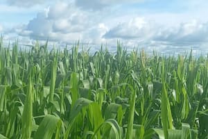 El modelo del Estado líder en Brasil que transformó el campo