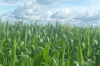 El modelo del Estado líder en Brasil que transformó el campo