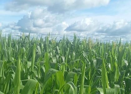 El primer gran punto de inflexión fue la incorporación del maíz safrinha en rotación con la soja y lo que comenzó como una segunda cosecha complementaria se transformó en una pieza central del esquema productivo