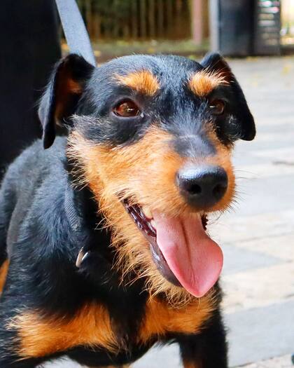 El primer hogar que tuvo la perrita fue en lo de una estudiante universitaria