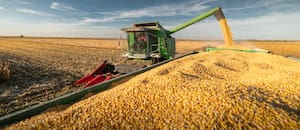El informe del USDA sacudió a Chicago: se desplomó el maíz y bajó fuerte la soja