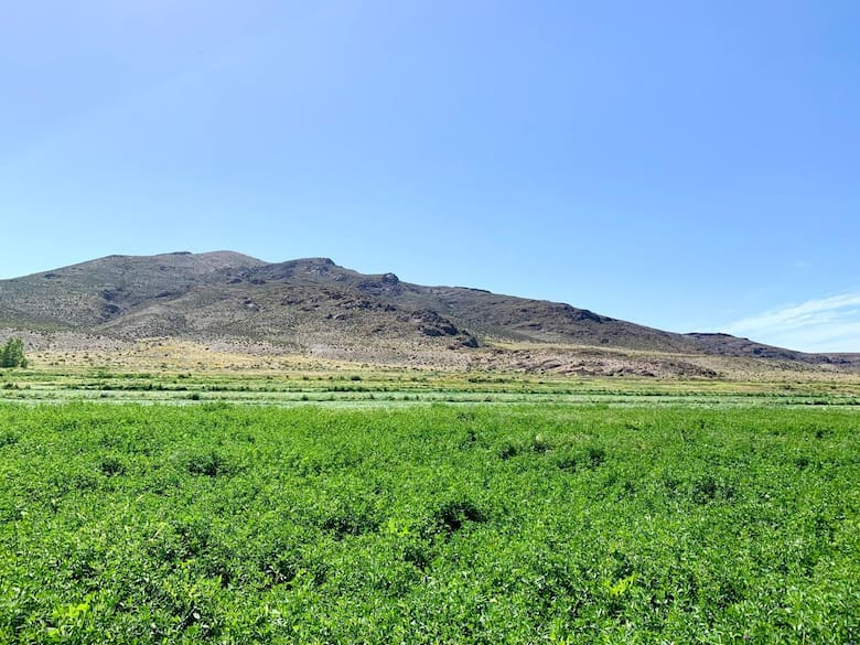 Angus en la estepa: la revolución ganadera de Iturburu en la Patagonia