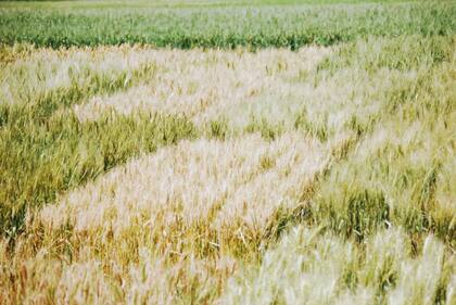 El primer paso de la metodología de trabajo desarrollada para cumplir con los objetivos del programa es la creación de variabilidad genética