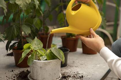 El primer paso en la recuperación de las plantas es corregir el problema de riego.