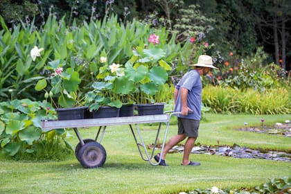 El primer paso para el éxito es saber que no todas las plantas acuáticas o palustres comparten las mismas necesidades de profundidad
