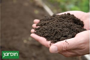 Cuál es el secreto para que tus plantas crezcan felices y no te demanden esfuerzo