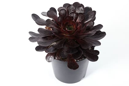 El primer puesto fue para x Semponium ‘Destiny’