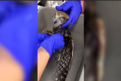 El primer tratamiento que le hicieron al búho herido fue darle un insólito baño de inmersión para luego curarle las lesiones cutáneas