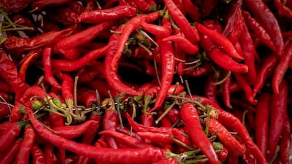 El principal condimento de los Takis, que también les da su color rojizo, es el pimento cayena. Una característica de este chile es su intenso sabor picante.