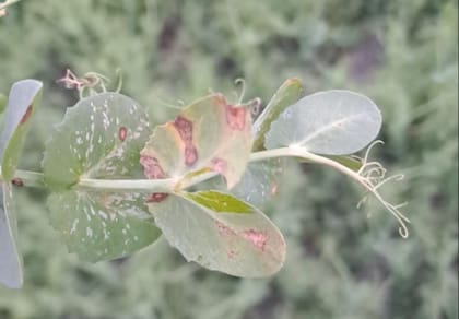 El principal hongo responsable de los daños fue Ascochyta, que redujo significativamente los rendimientos aún en lotes bien implantados con semilla e inoculante de calidad