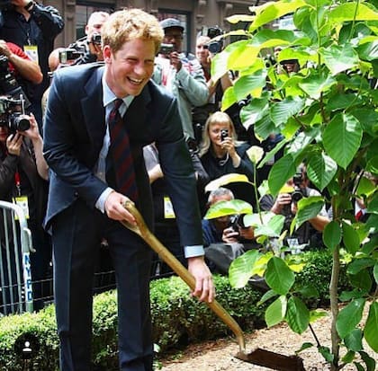 El Príncipe Harry fue el encargado de plantar el árbol de Magnolia en el Queen Elizabeth II Garden