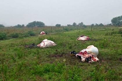 El problema es generado por cazadores furtivos