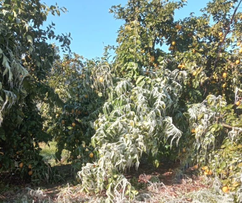 Naranjas bajo cero: la ola polar provocó una drástica pérdida en una región