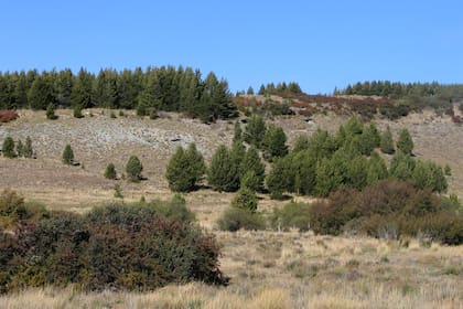 El problema no son los pinos, afirman los especialistas, sino aquellos campos de pino abandonados, sin poda ni raleo, que crecen sin control.